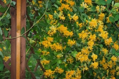 June Birth Flowers