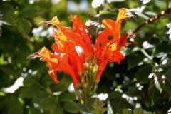 June Birth Flowers