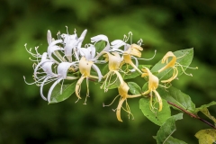 June Birth Flowers