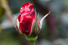 June Birth Flowers