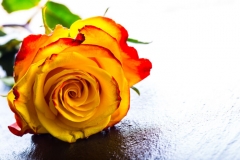 June Birth Flowers