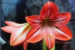 May Birth Flowers