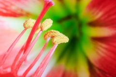 May Birth Flowers