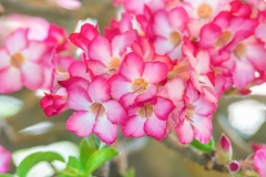 May Birth Flowers