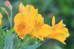 May Birth Flowers