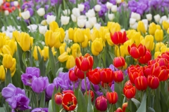 May Birth Flowers