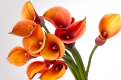 Calla Lily