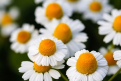 Daisy