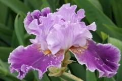 Iris