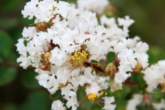 Myrtle Flower