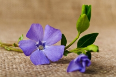 Periwinkle Flower