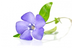 Periwinkle Flower