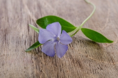 Periwinkle Flower