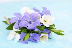 Periwinkle Flower