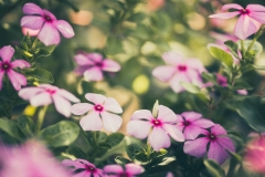 Periwinkle Flower