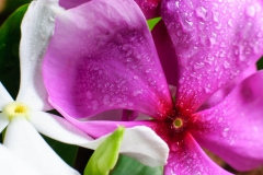 Periwinkle Flower