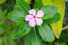 Periwinkle Flower