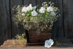 Petunias
