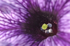 Petunias