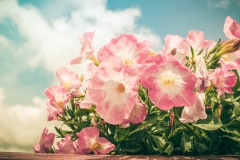 Petunias