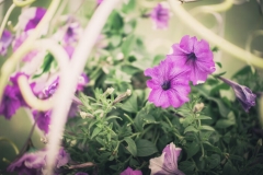 Petunias