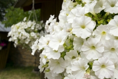 Petunias