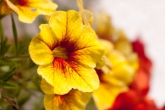 Petunias