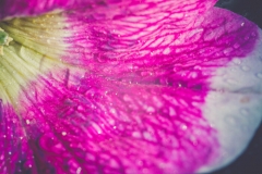 Petunias