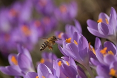 Crocus