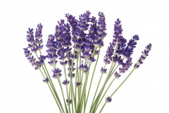Lavendar