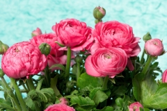 Ranunculus Flower