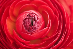 Ranunculus Flower