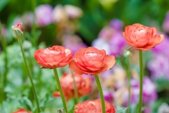 Ranunculus Flower