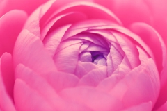 Ranunculus Flower