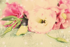 Stock Flower