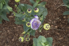Stock Flower