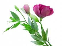 Stock Flower