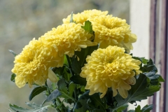 Chrysanthemum