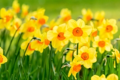 Daffodil