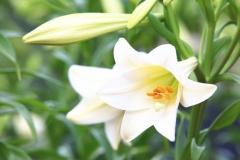 Lily