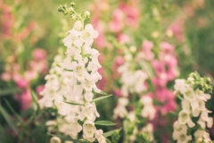 Snapdragon