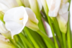 Calla Lily