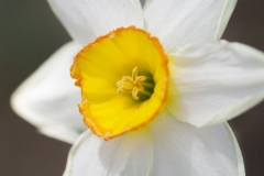 Daffodil