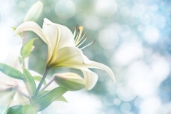 Lily