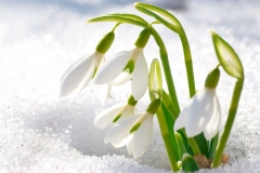 Snow Drop