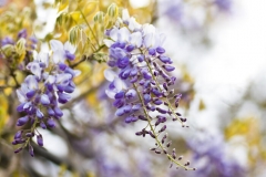 Wisteria Flowers