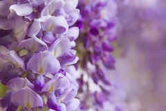 Wisteria Flowers