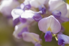 Wisteria Flowers