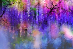Wisteria Flowers