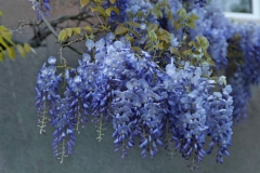 Wisteria Flowers